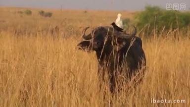 野生非洲水牛